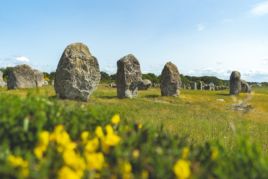 Les alignements de menhirs de Carnac entourés de fleurs de genêts