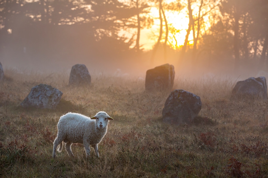 Un mouton dans les menhirs de Carnac