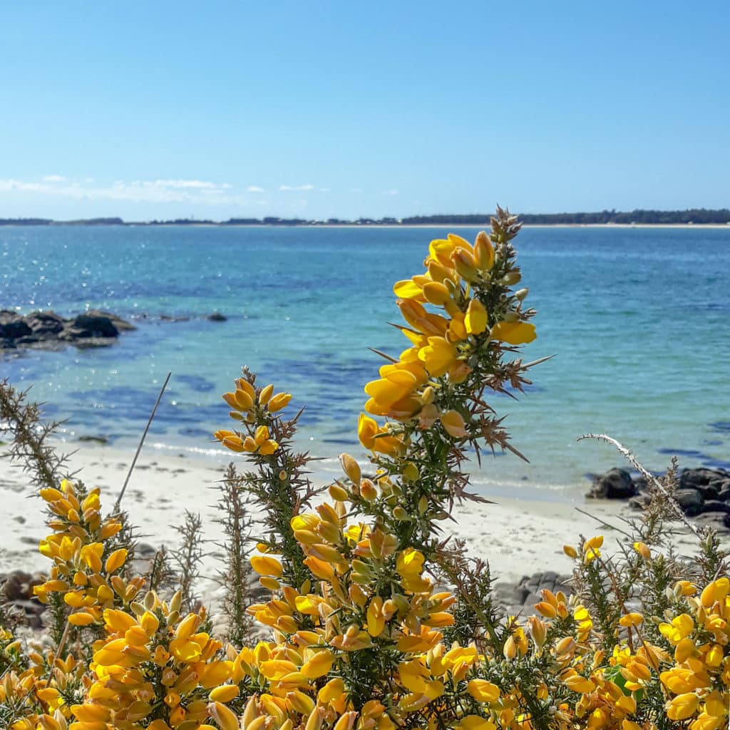 Ajoncs en fleurs sur le sentier du littoral à Carnac