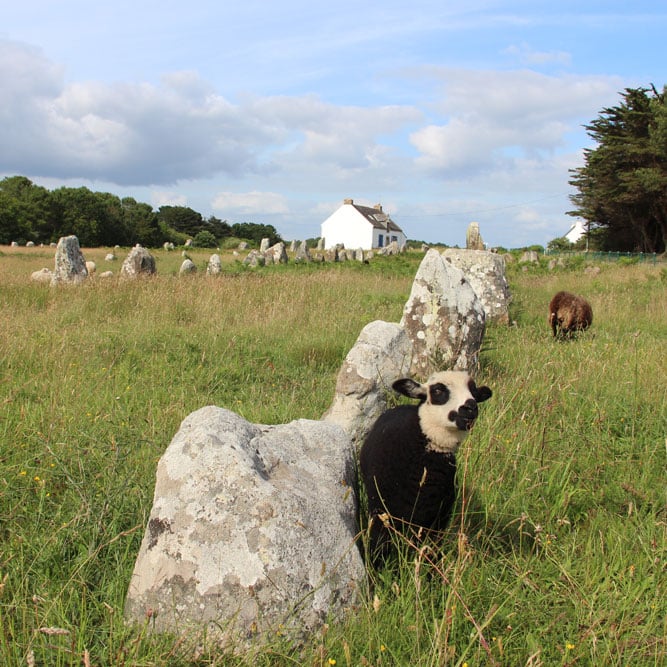 Mouton dans les Alignements de Carnac